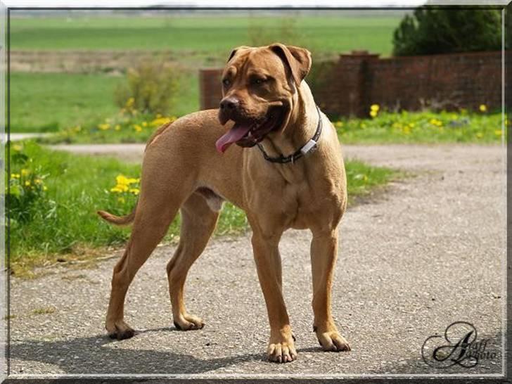 Amerikansk bulldog Freja - Luka.. Far til hvalpene.. billede 13