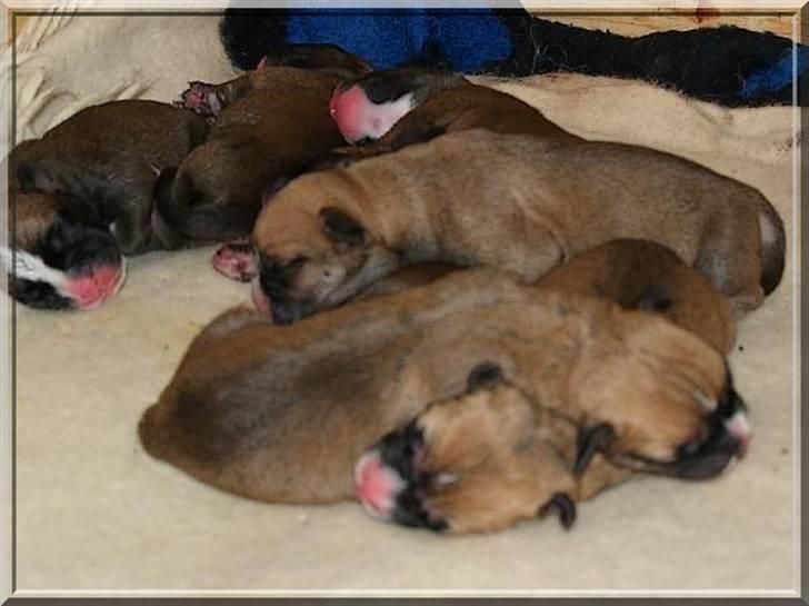 Amerikansk bulldog Freja billede 14