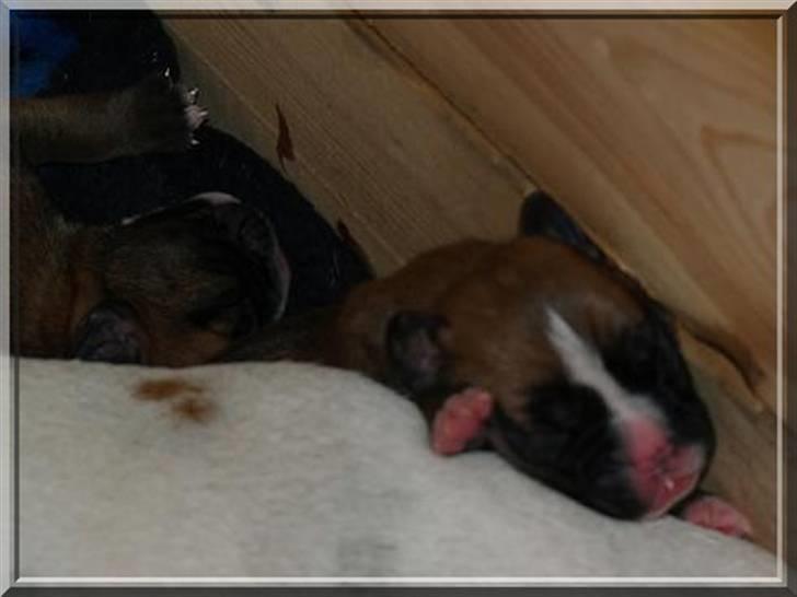 Amerikansk bulldog Freja billede 15