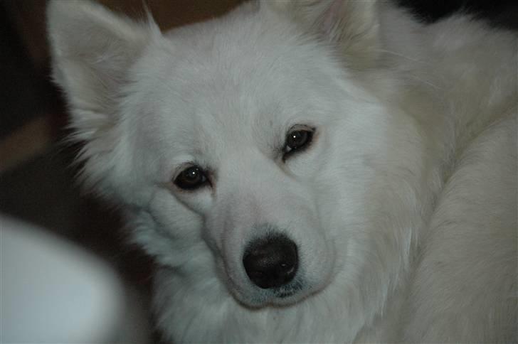 Samojedhund Mimmi billede 12