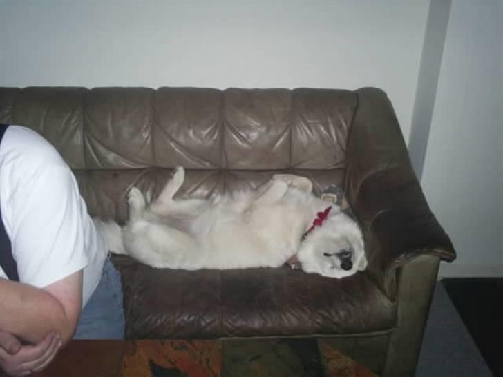 Samojedhund Mimmi billede 13