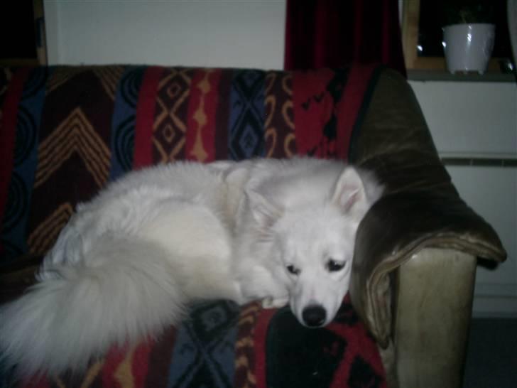 Samojedhund Mimmi billede 14