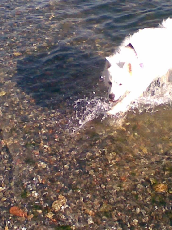 Samojedhund Mimmi billede 15