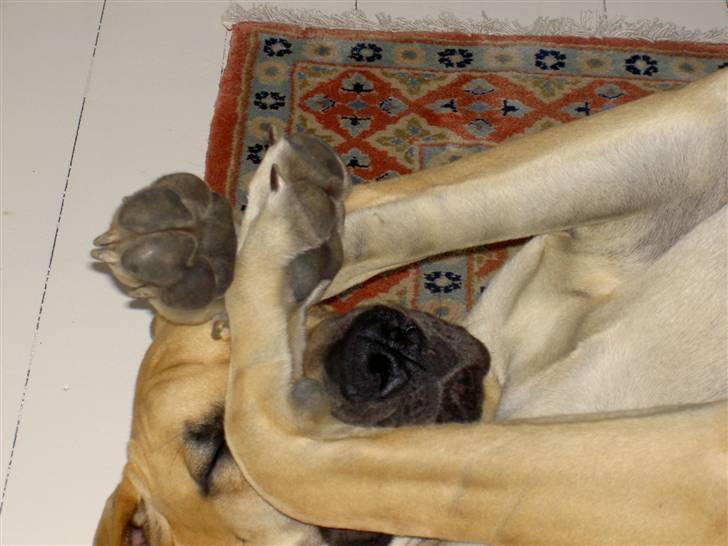 Grand danois Drew Vincent´s Mars - 12: lille Boris er træt.. billede 11