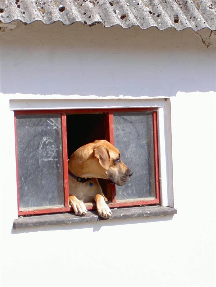 Grand danois Drew Vincent´s Mars - 13) hvem kommer mon nu? billede 12