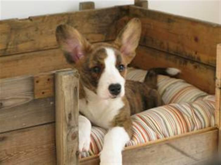 Welsh corgi cardigan Klunte - Klunte 11 uger, ligger fint i sin kurv og lader sig fotografere billede 2
