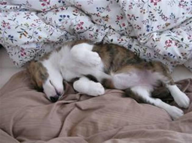 Welsh corgi cardigan Klunte - ja ja en gang imellem må man godt hygge i sengen med mor og far .-) billede 3