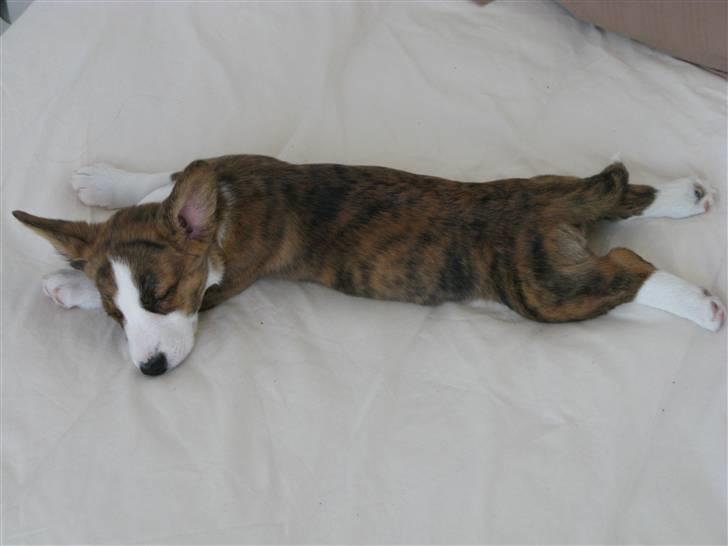 Welsh corgi cardigan Klunte - Sådan elsker jeg at ligge og sove, som en lille frø :-) billede 4