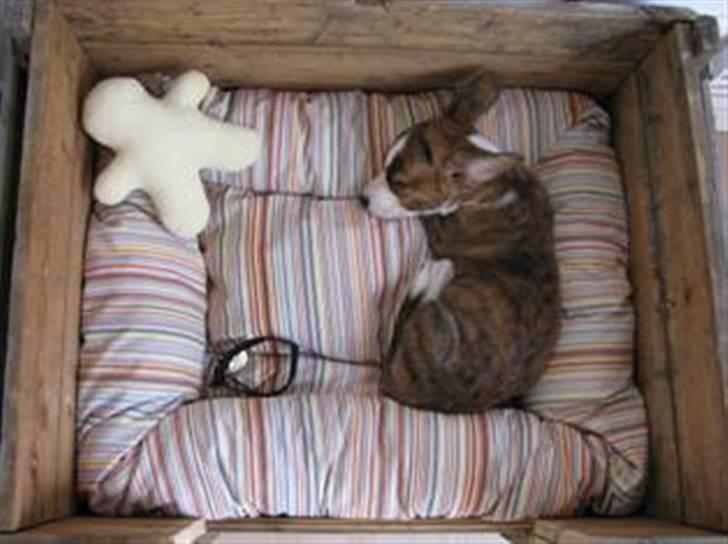 Welsh corgi cardigan Klunte - Så lille var jeg 9 uger gammel krøllet sammen i min kurv billede 6