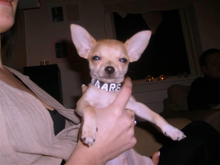 Chihuahua Kaare billede 10