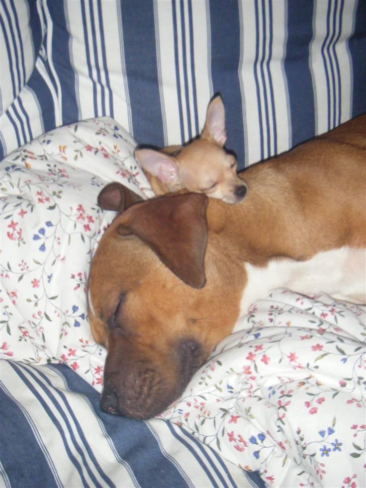 Chihuahua Kaare - Bedste venner .. billede 11