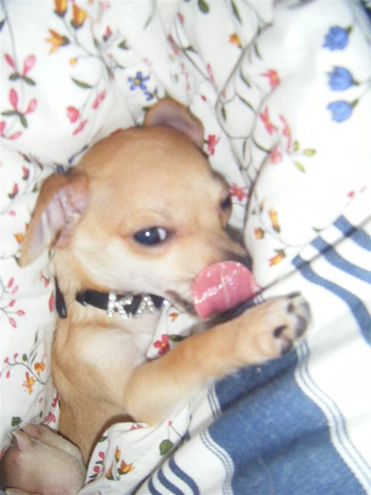 Chihuahua Kaare - Er det en pølse du lige har vækket mig med? billede 12