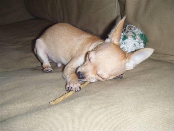 Chihuahua Kaare - Åh, sådan en tygge stang tar på kræfterne billede 13