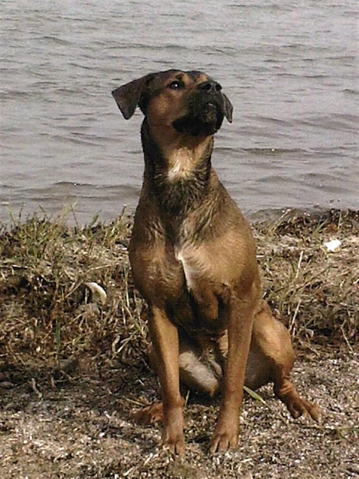 Blanding af racer Freya - Freya der snuser efter godbidder på gårdspladsen :) billede 9