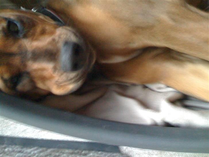 Blanding af racer Freya - Årh mor, jeg ligger lige så godt ! - Indtil du forstyrrede mig med dit kamera ! ;) billede 10