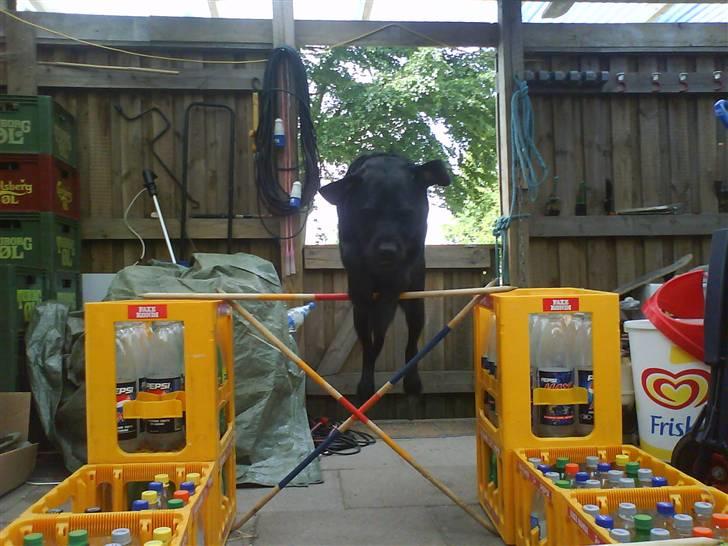 Blanding af racer Lady billede 11