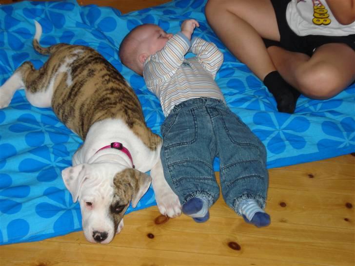 Amerikansk bulldog Chuey * Bor hos svigerinde/søster billede 1