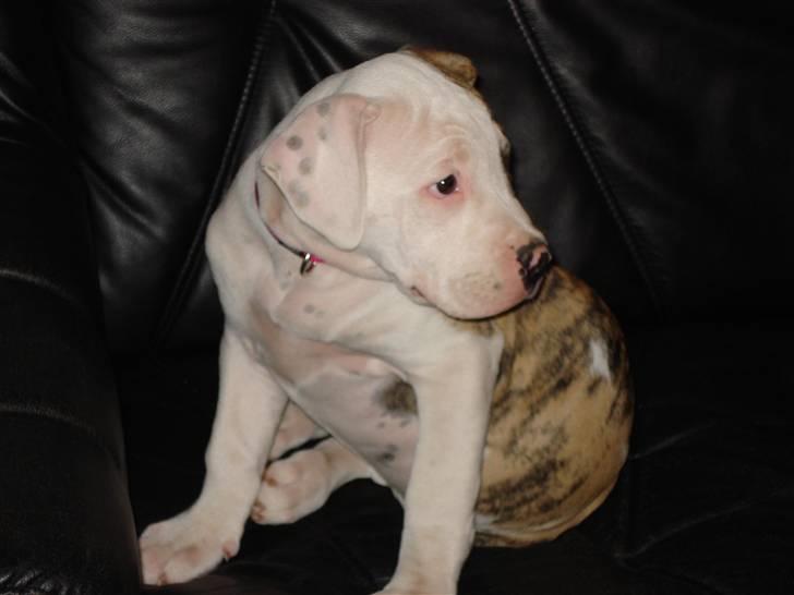 Amerikansk bulldog Chuey * Bor hos svigerinde/søster billede 2