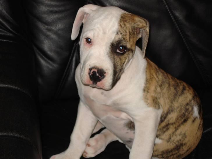 Amerikansk bulldog Chuey * Bor hos svigerinde/søster billede 3