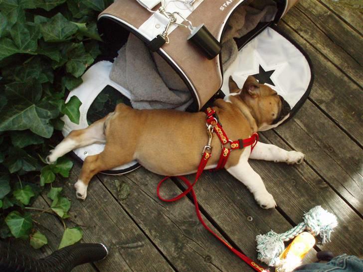 Engelsk bulldog Bella billede 1