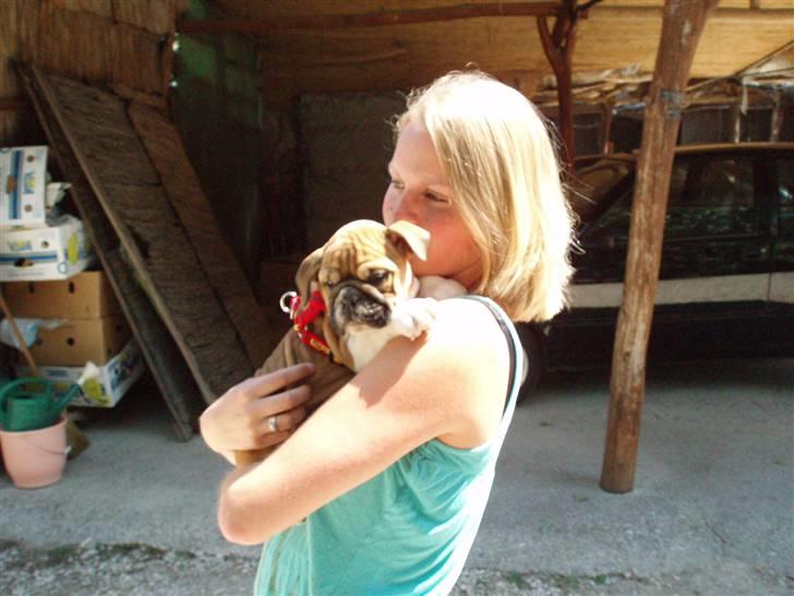 Engelsk bulldog Bella billede 2