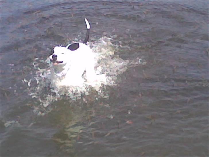 Amerikansk bulldog Fie (Fie-pigen) billede 13