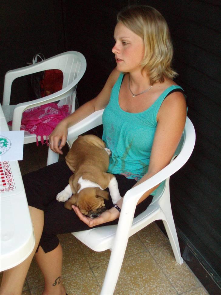 Engelsk bulldog Bella billede 3