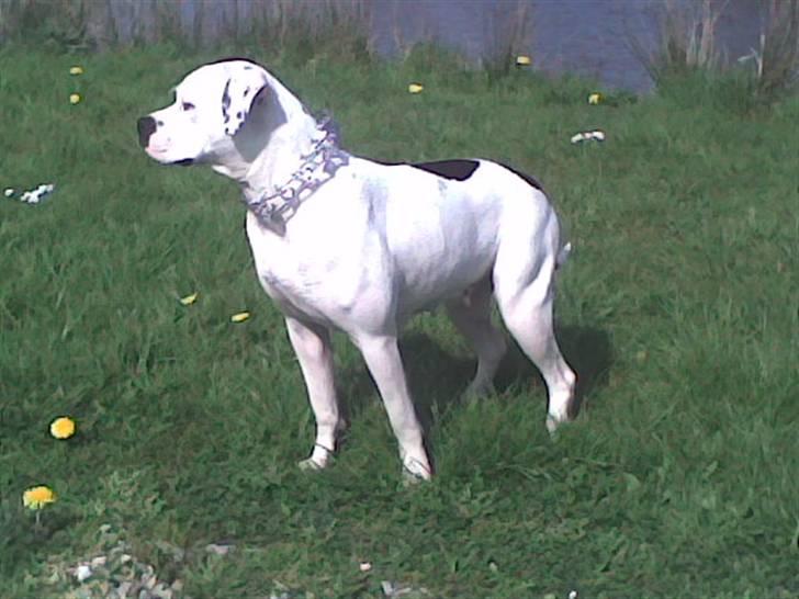 Amerikansk bulldog Fie (Fie-pigen) billede 14