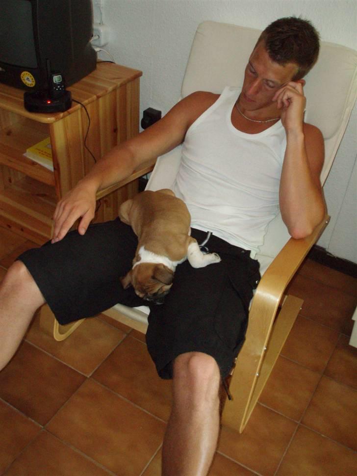 Engelsk bulldog Bella billede 4