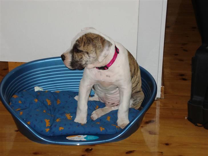 Amerikansk bulldog Chuey * Bor hos svigerinde/søster billede 4