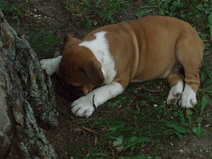 Engelsk bulldog Bella billede 5