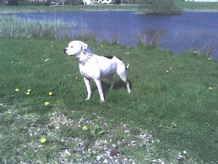 Amerikansk bulldog Fie (Fie-pigen) billede 15