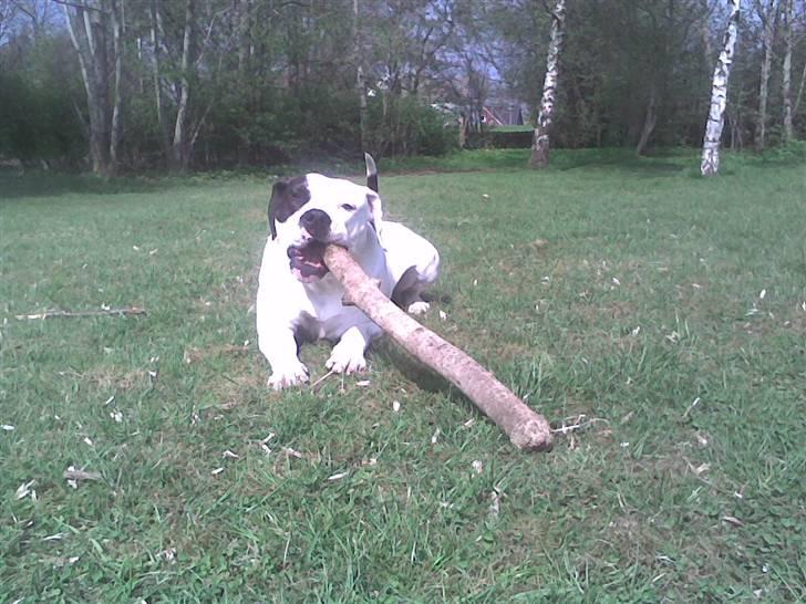 Amerikansk bulldog Fie (Fie-pigen) billede 16