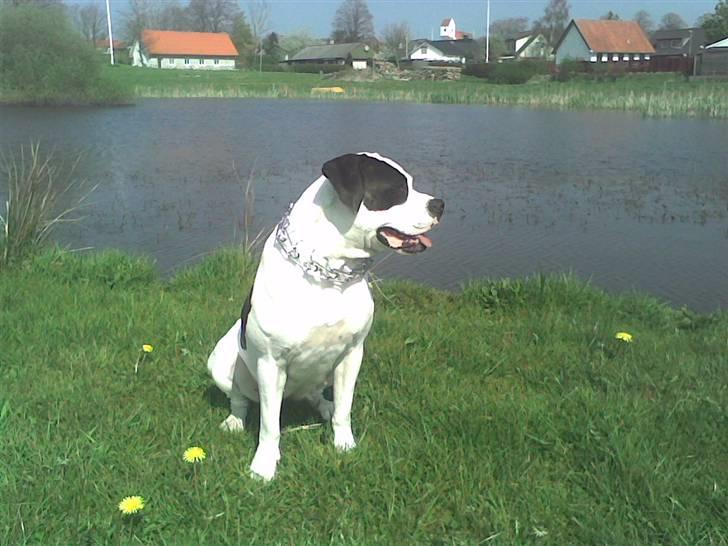 Amerikansk bulldog Fie (Fie-pigen) billede 17