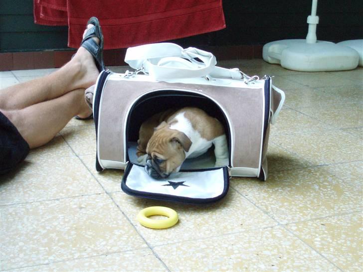 Engelsk bulldog Bella billede 6