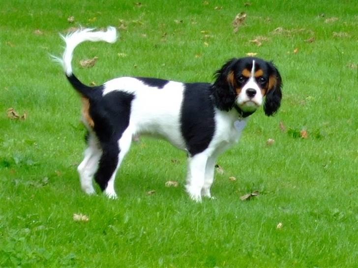 Cavalier king charles spaniel GONZO - 4 mdr. og en rigti flot fyr med lidt fane på halen alerede ;).. billede 11