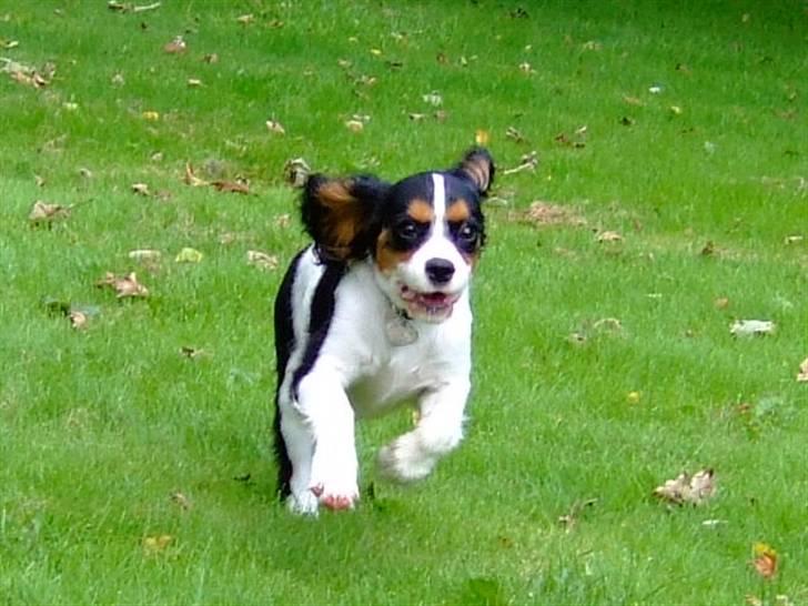 Cavalier king charles spaniel GONZO - fuld af krudt.. kom og leg....! billede 12