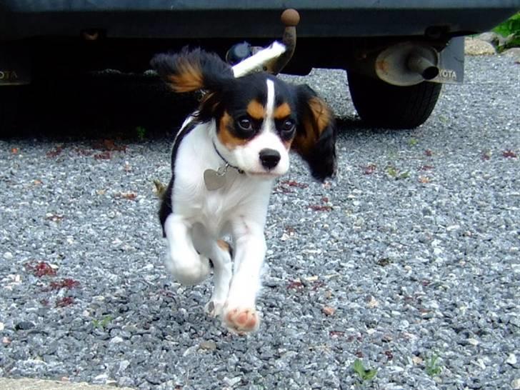 Cavalier king charles spaniel GONZO - sikke en frækkert  ;) billede 13