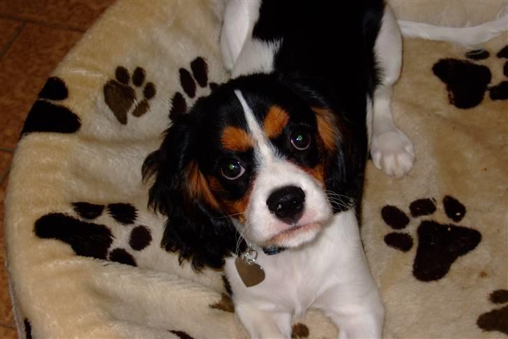 Cavalier king charles spaniel GONZO - "Er det mig du kigger på" billede 14