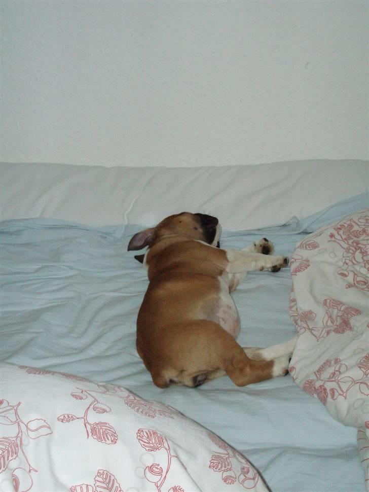 Engelsk bulldog Bella billede 7