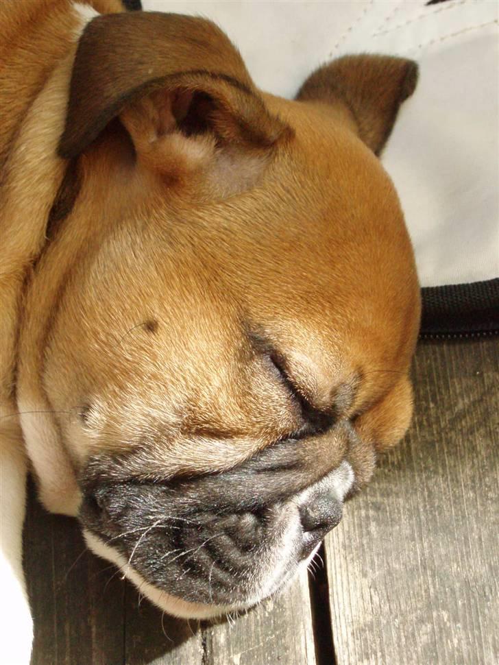 Engelsk bulldog Bella billede 8