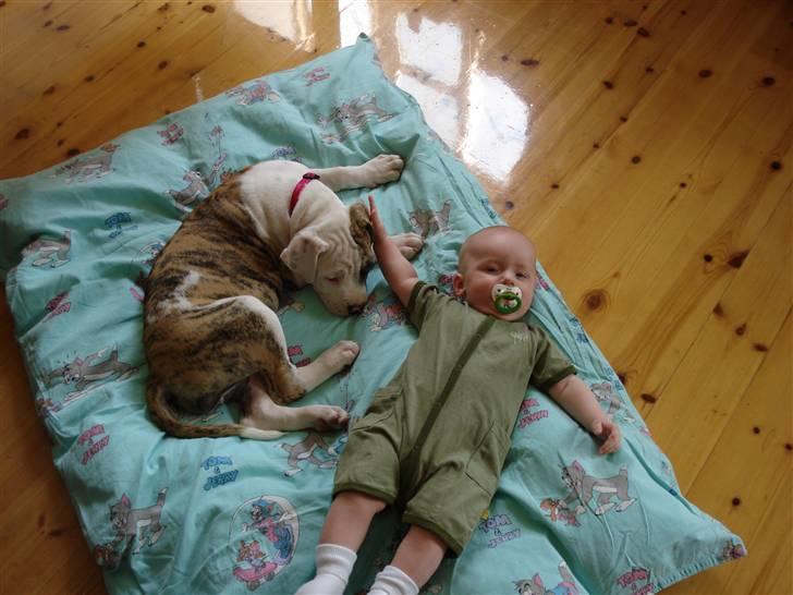 Amerikansk bulldog Chuey * Bor hos svigerinde/søster billede 6