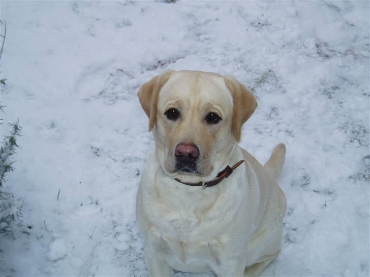 Labrador retriever Money Honey (Mille) - Vinter 2008 billede 16