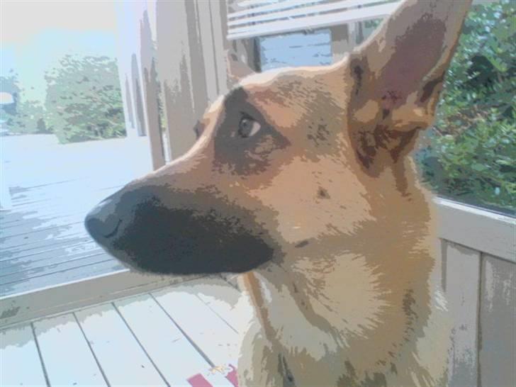 Blanding af racer Sif - Please !! hvorfor må jeg ikke  billede 15