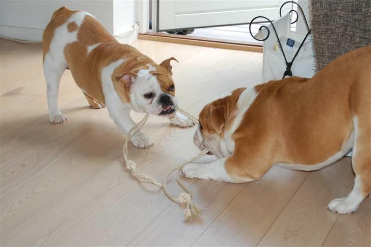 Engelsk bulldog Zoey billede 13