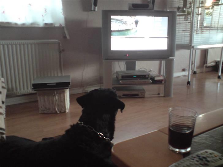 Rottweiler Plet - jeg ses tv, så jeg vil ikke forstyres billede 9