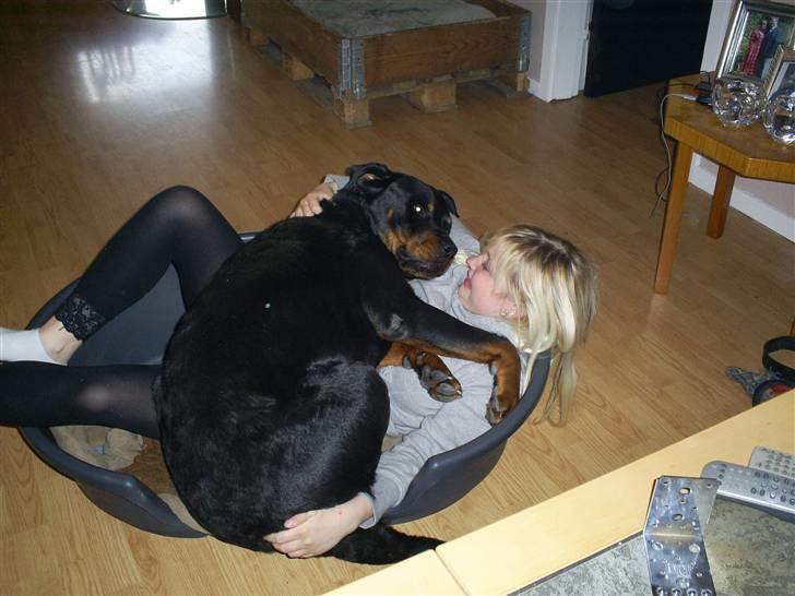 Rottweiler Plet - det er min seng<3 billede 10