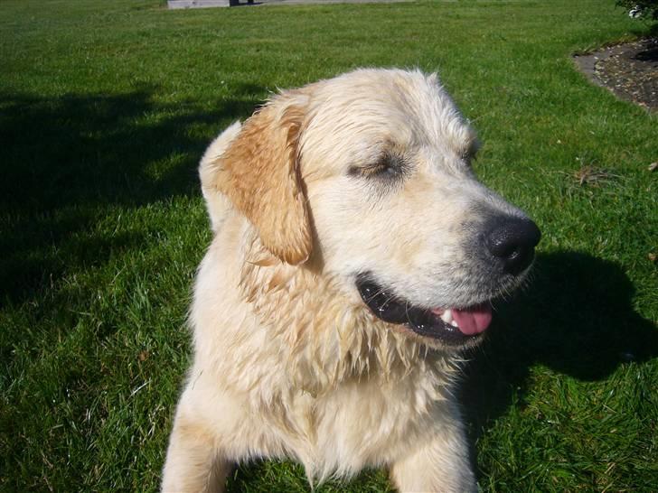 Golden retriever Oskar billede 1
