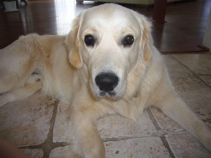 Golden retriever Oskar billede 2