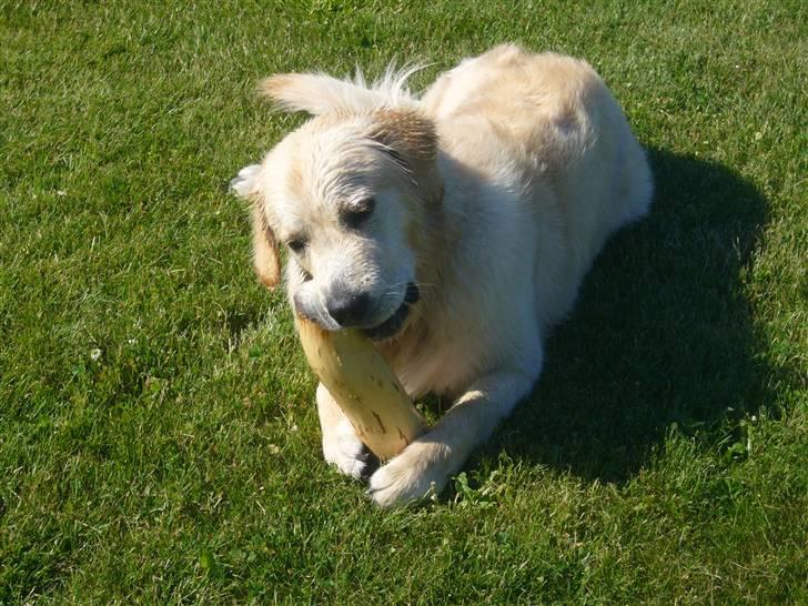 Golden retriever Oskar billede 3